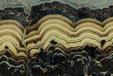 Polished Schalenblende Slice - Poland #228199-1